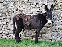 Paseo en Burro por los pueblos del Planalto